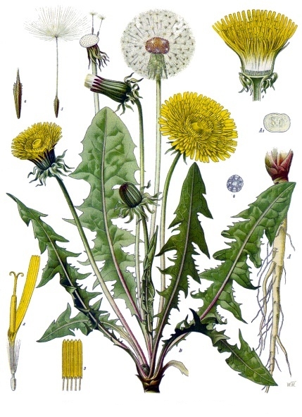 το σκίτσο του φυτού (από τη βικιπαίδεια)
