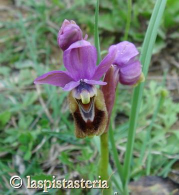 orchids1-1.jpg